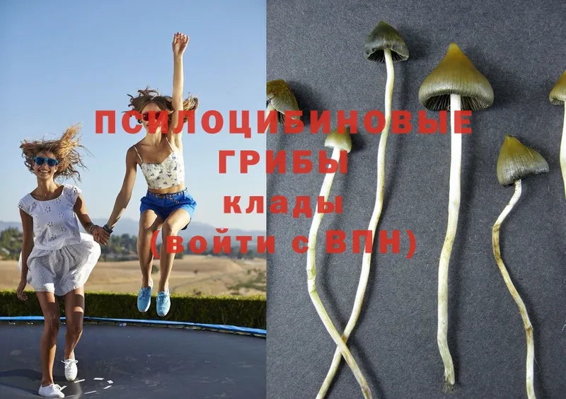 kraken сайт  Гаврилов Посад  Галлюциногенные грибы Magic Shrooms  продажа наркотиков 